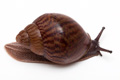 Achatina achatin achatina Ghana typ 2c juvenil
